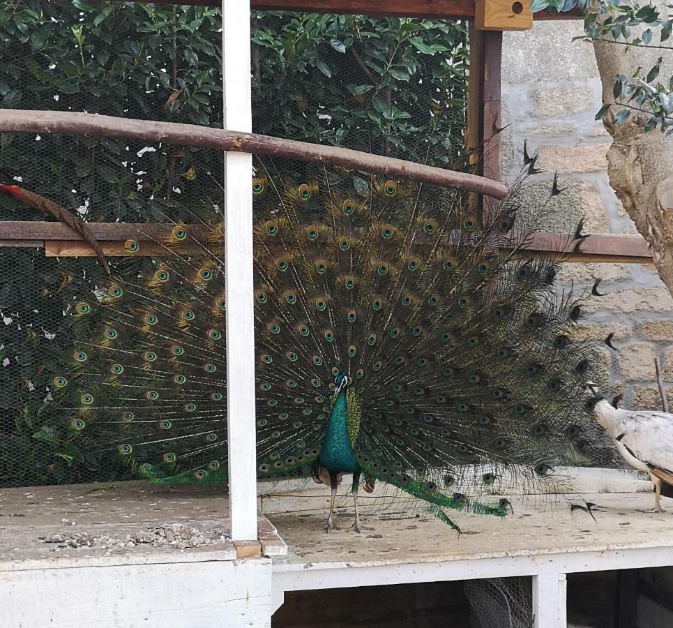 Gojim Casa Rural Armamar Dış mekan fotoğraf